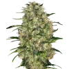 0000654 black domina feminized seeds 800