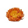 Vazbová chryzantéma 15 cm, tmavě oranžová