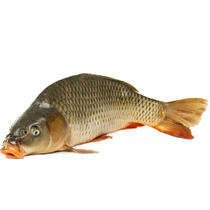 kapr celý