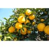 Yuzu - Original  550 g