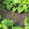 garden line 9331 sie na pop nav rastliny 1 8x1 8 m zelen 2