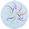 rozpracovaná mandala