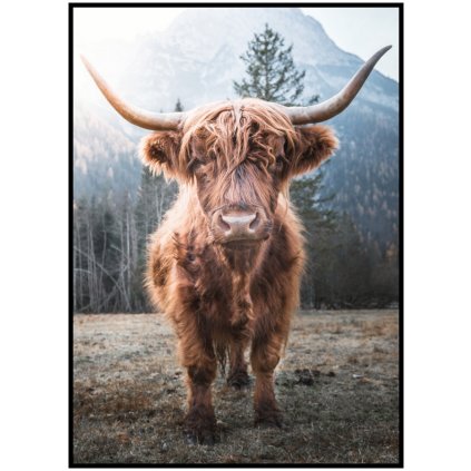 Plakát Highland cattle v lese