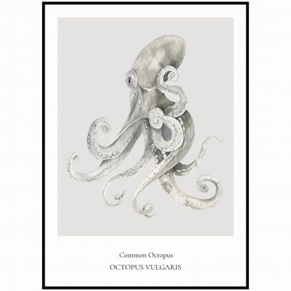 Plagát Common Octopus