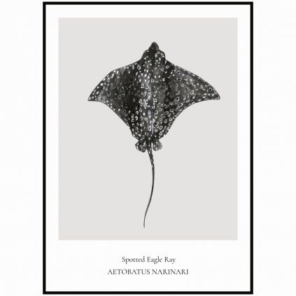 Plagát Spotted Eagle Ray