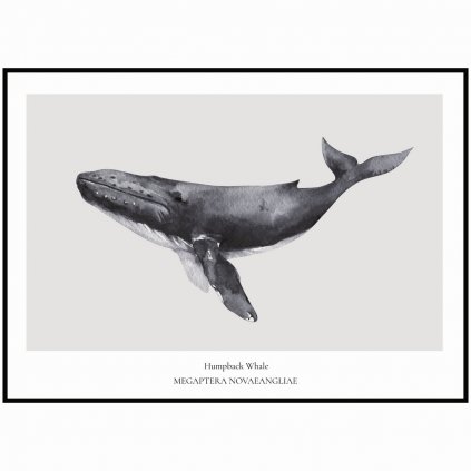 Plakát Humpback Whale