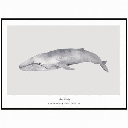 Plakát Blue Whale