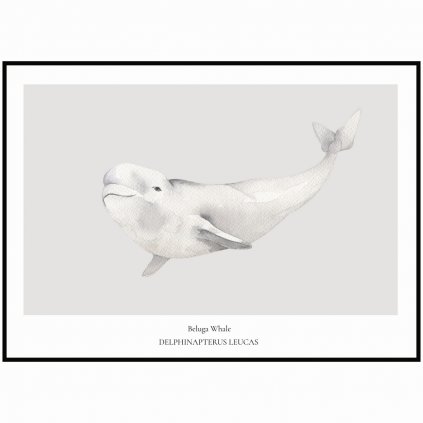 Plakát Beluga Whale