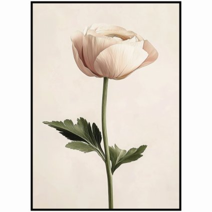 Plakát Pryskyřník (Ranunculus)