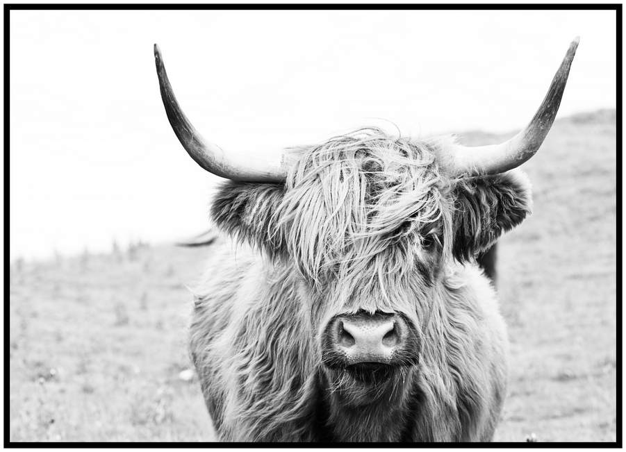 Jen tak z lásky Plakát Highland cattle Rozměr plakátu: 30 x 40 cm, Orientace plakátu: Na šířku