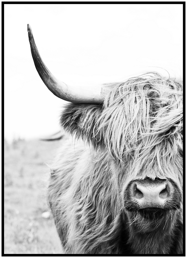 Jen tak z lásky Plakát Highland cattle Rozměr plakátu: A4 (21 x 29,7 cm), Orientace plakátu: Na výšku