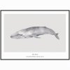 Plakát Blue Whale