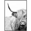 Plakát Highland cattle