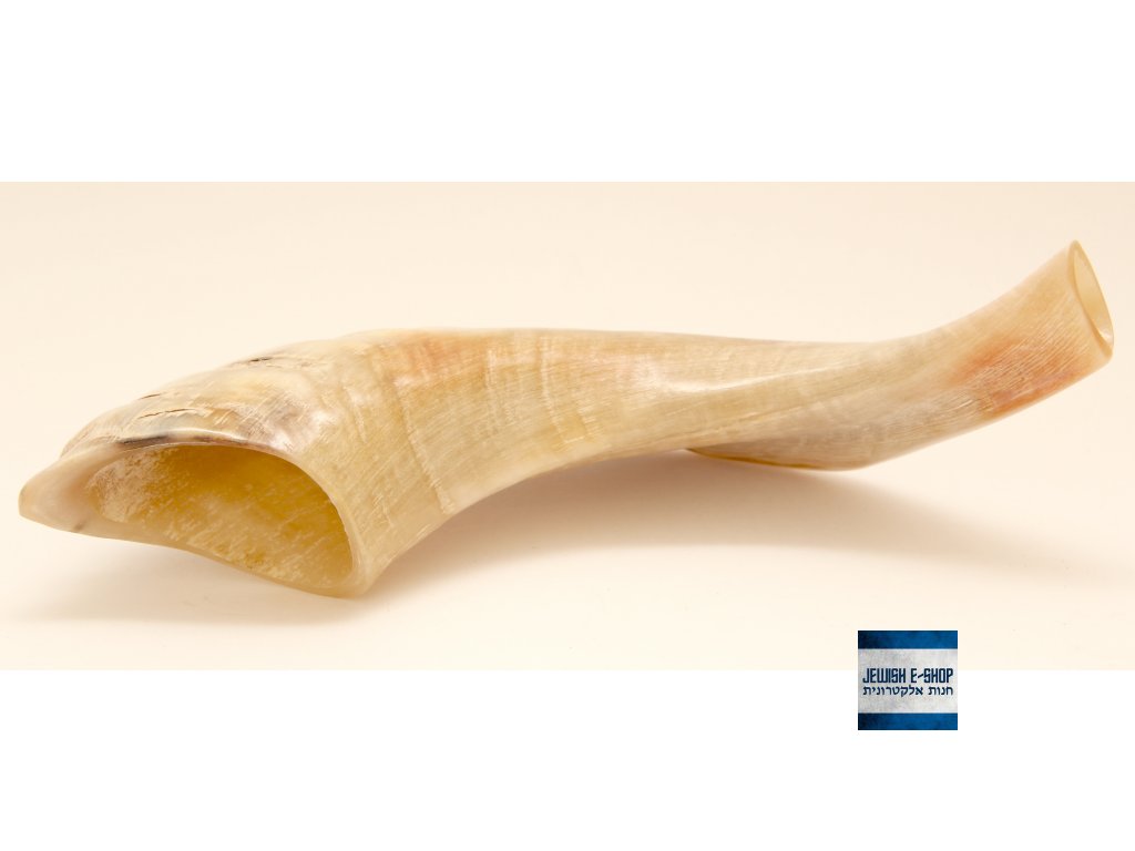 Šofar přírodní malý 25 až 28 cm - z Izraele