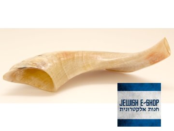 Šofar přírodní malý 25 až 28 cm - z Izraele