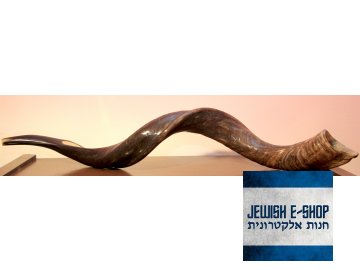 Gigantický šofar z Izraele 85-95cm