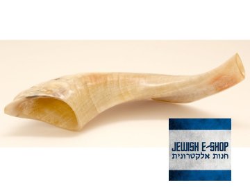 Šofar přírodní malý 30 až 35 cm - z Izraele - KOSHER