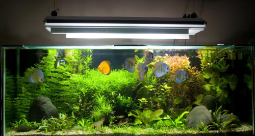 Křišťálově čistá voda v akváriu – jak jí dosáhnout a udržet ji