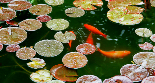 Jezírková filtrace svépomocí – jak na to?