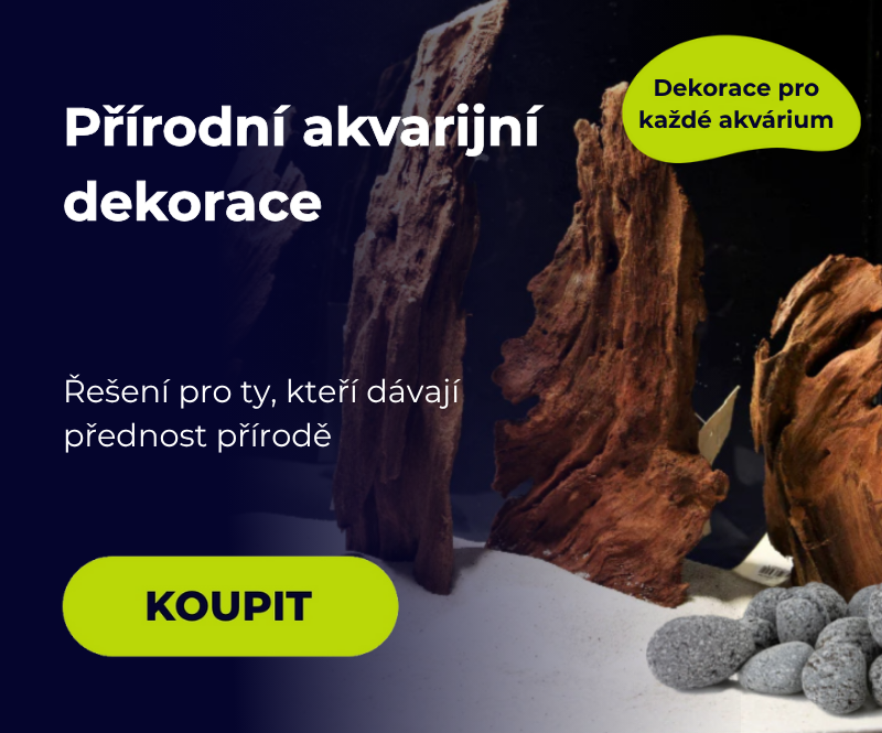 Přírodní dekorace