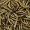 Mealworms - Moučne červy 10L_4