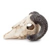 6295 1 mufloni lebka dekorace do akvaria