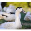 Goose duck - Mulard duck whole chilled approx. 3 kg (2.5-3.5 kg)