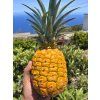 Ananas odrůdy Super Sweet Tropiyan