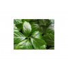 55 13 01 jiaogulan gynostemma pentaphyllum