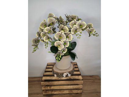 Orchidej XXL Phalaenopsis zelená