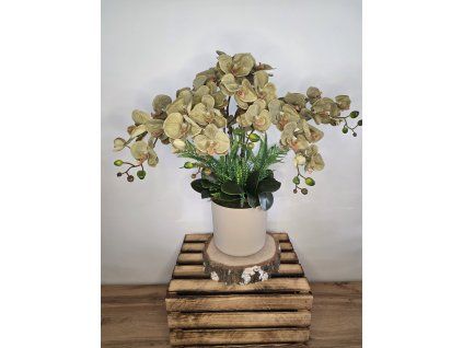 Orchidej XXL zelená