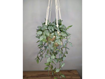 Fittonia v macramé závěsu