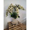 Orchidej XXL Phalaenopsis zelená