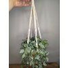 Fittonia v macramé závěsu