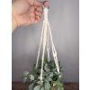 Fittonia v macramé závěsu