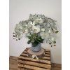 Orchidej XXL Phalaenopsis šedozelené barvy
