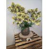 Orchidej Phalaenopsis zelená s tmavým žilkováním