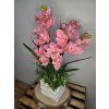 Orchidej růžová Cymbidium v bílé keramice