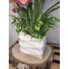 Orchidej růžová Cymbidium v bílé keramice