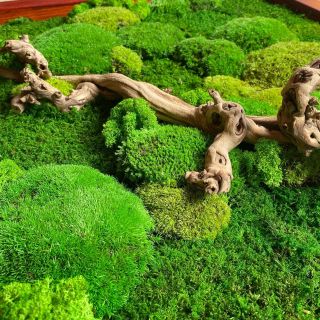 🟢🟢🟢 Mechový obraz Vám můžeme vyrobit se 🪵 dřevinou v podobě vinné révy. No nevypadá to nádherně 😊? 📲 +420 734 502 908 📧...