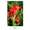 NEC Sharp/EA241WU/24''/IPS/FHD/60Hz/6ms/White/3R