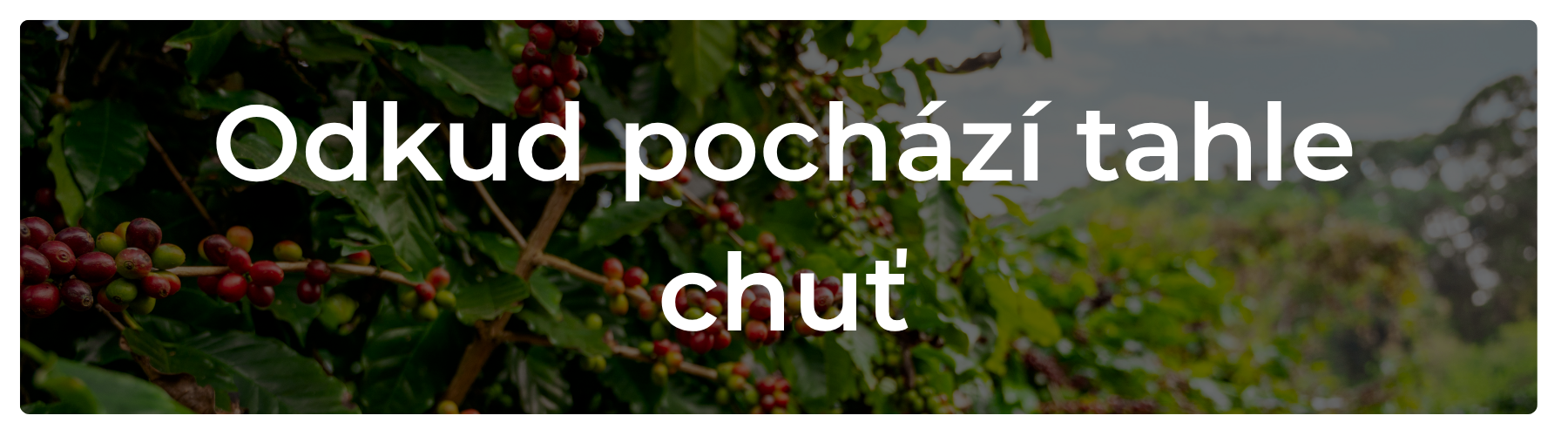 O kávě kterou pro vás pražíme