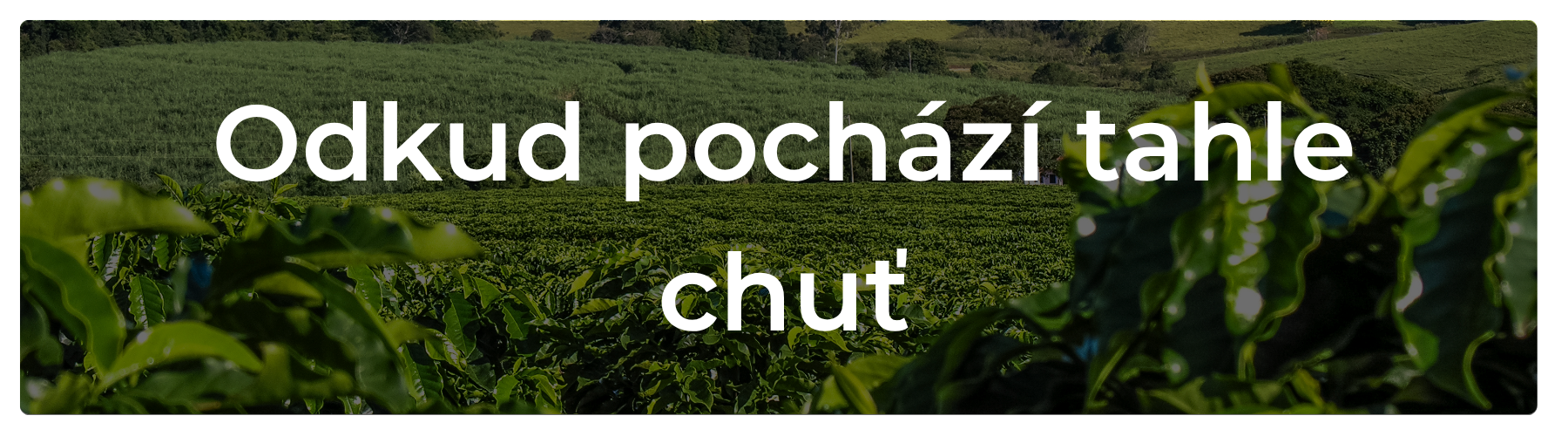 O kávě kterou pro vás pražíme