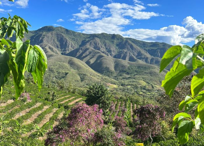 Kávová plantáž v regionu Amazonas, Peru – Comité Vituya Monteverde