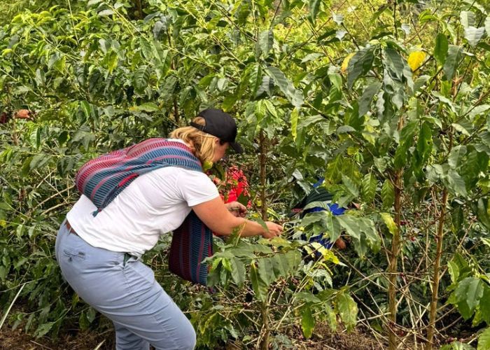 Ruční sběr kávových třešní na farmě v regionu Amazonas, Peru
