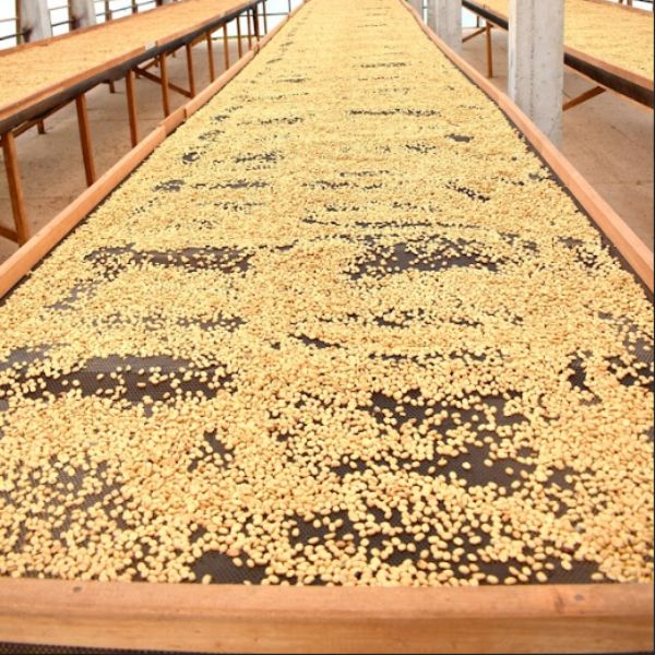 Sušení kávového pergamina na afrických postelích – Monteverde Peru