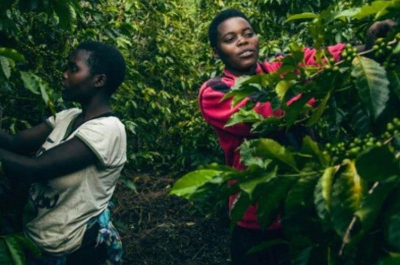 Čerstvě pražená káva Rwanda Gitesi – Johnny Coffee