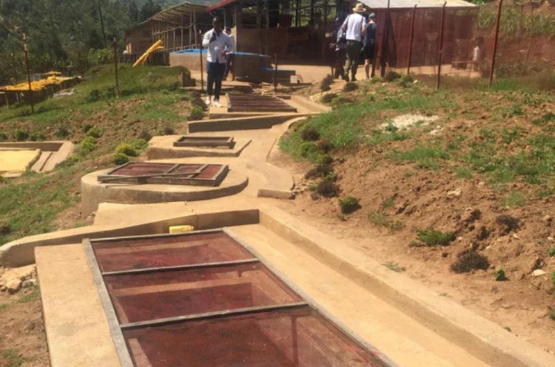 Promývací stanice Gitesi v Rwandě – původ kávy Rwanda Gitesi