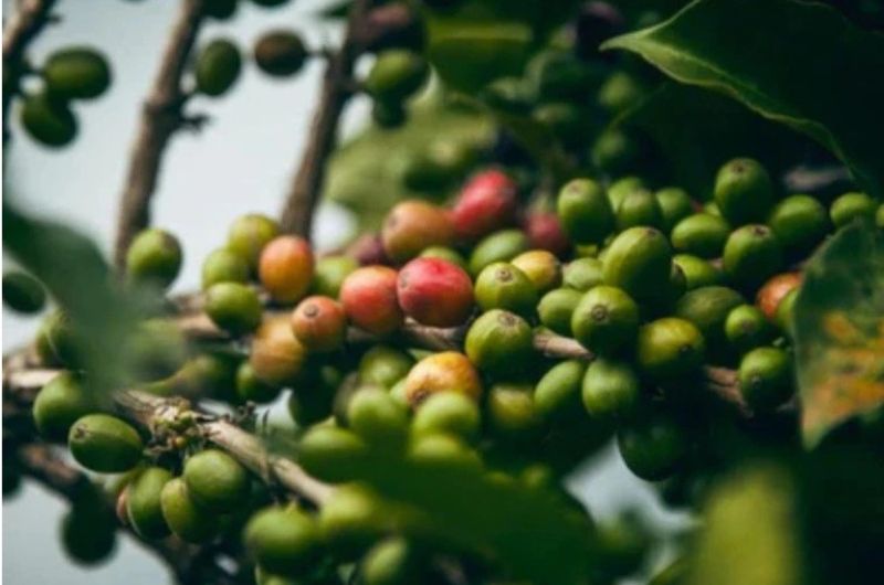 Zrna kávy Rwanda Gitesi Washed – Red Bourbon z promývací stanice Gitesi