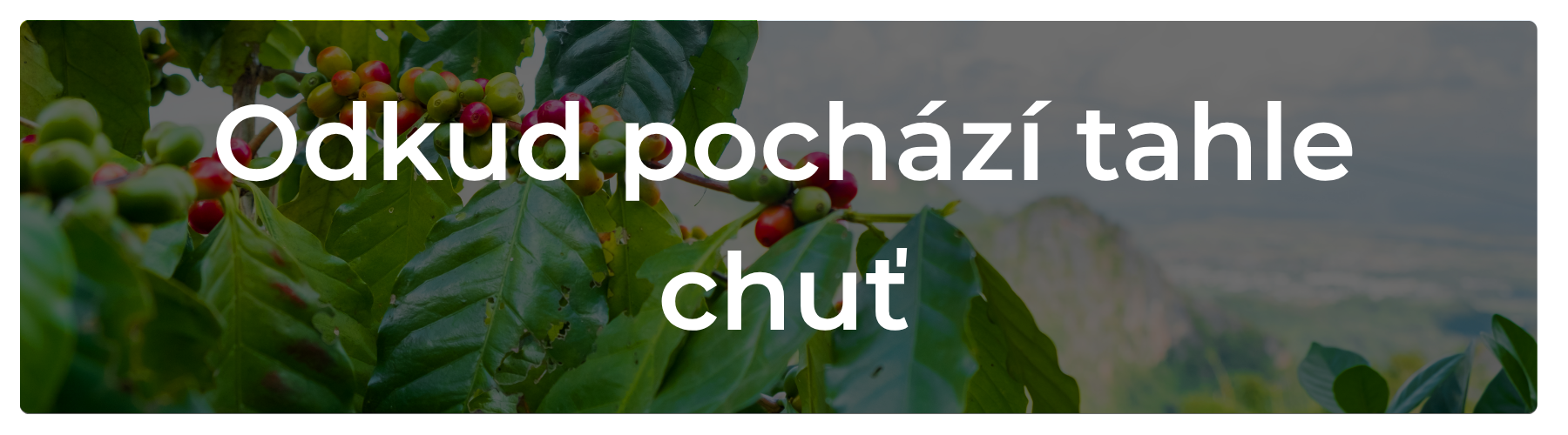 O kávě kterou pro vás pražíme